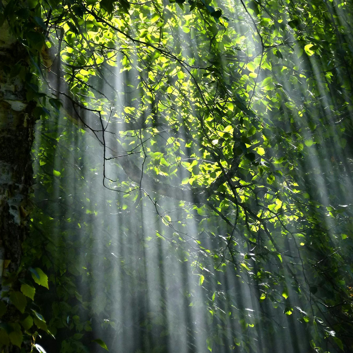 Ακτίνες φωτός περνούν μέσα από πυκνά πράσινα φύλλα σε δάσος, δημιουργώντας απαλή φωτεινή ατμόσφαιρα γύρω από έναν κορμό.